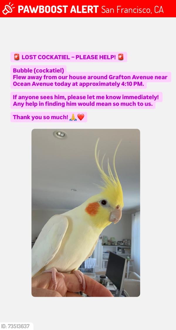 Lost Male Bird last seen Grafton ave not too far from Beeps burger ocean ave, San Francisco, CA 94112