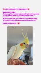 Lost Male Bird last seen Grafton ave not too far from Beeps burger ocean ave, San Francisco, CA 94112