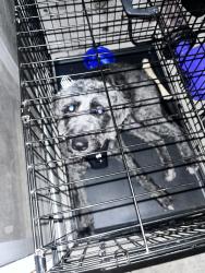Found/Stray Female Dog last seen Cunningham drive, Hampton, VA 23666
