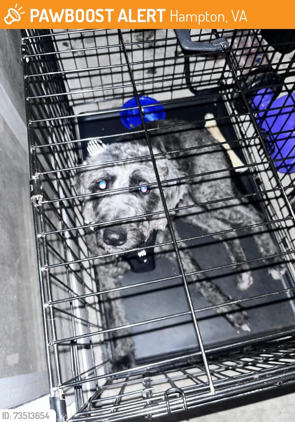 Found/Stray Female Dog last seen Cunningham drive, Hampton, VA 23666