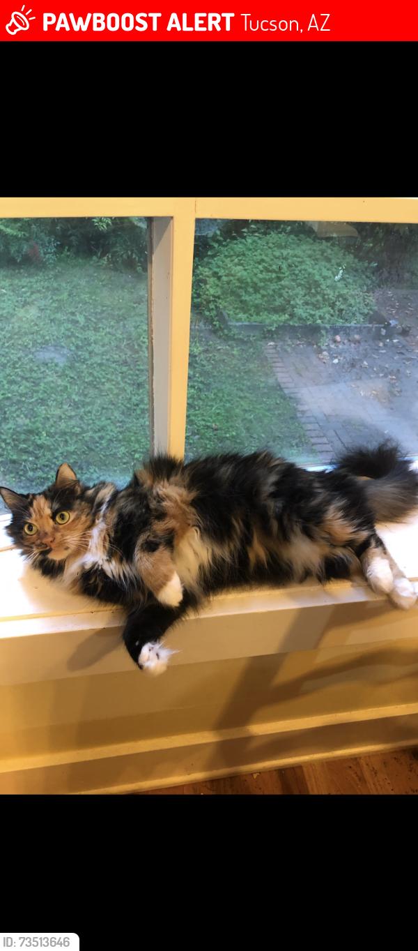 Lost Female Cat last seen North Sabino Canyon and Tanque Verde Road, Tucson, AZ 85715
