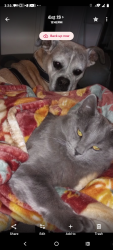 Reunited Male Cat last seen Ronald Reagan and 257, Liberty Hill, TX 78642