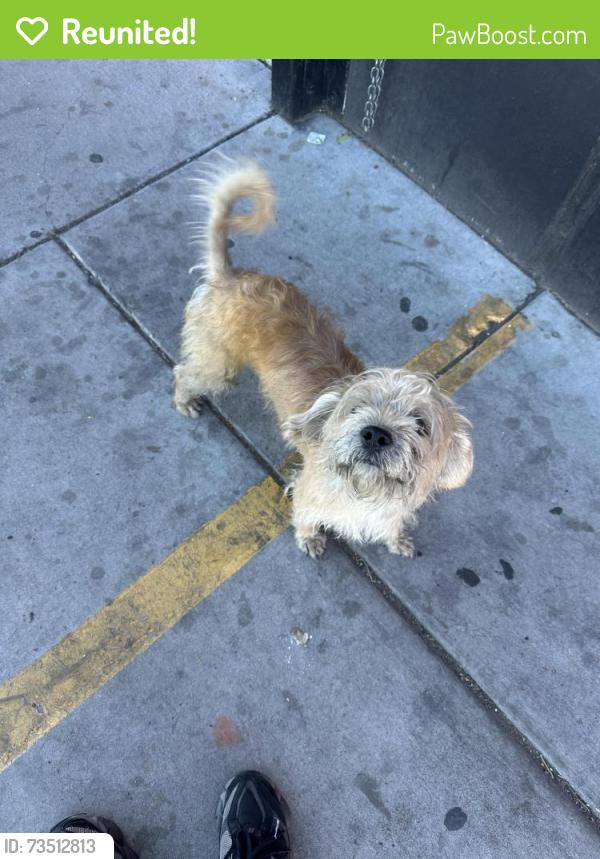 Reunited Male Dog last seen 35th Ave & Washington, Phoenix, AZ 85009