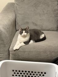 Lost Female Cat last seen Barnes RD., Winston-Salem, NC 27107