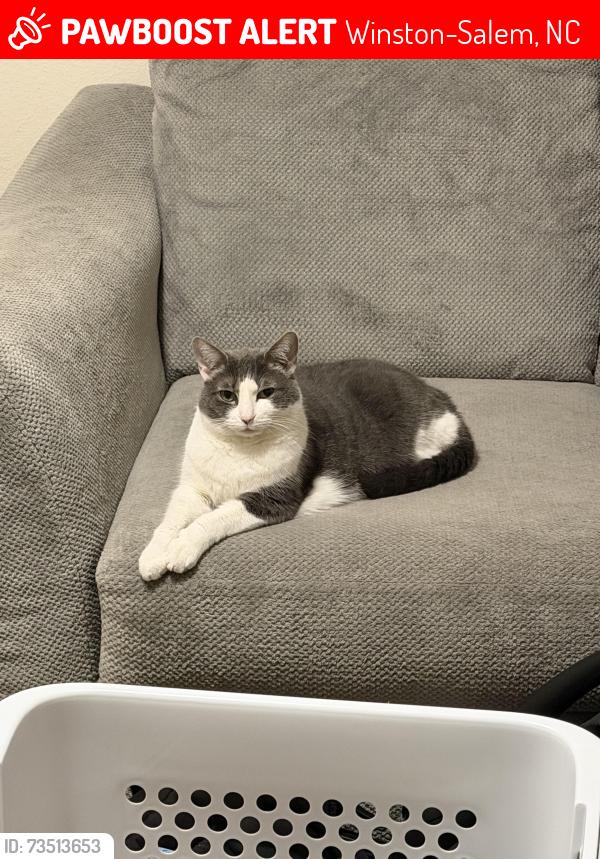 Lost Female Cat last seen Barnes RD., Winston-Salem, NC 27107