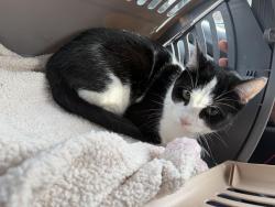 Lost Male Cat last seen Inside Trailer Park, Des Plaines, IL 60016