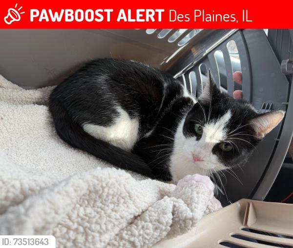Lost Male Cat last seen Inside Trailer Park, Des Plaines, IL 60016