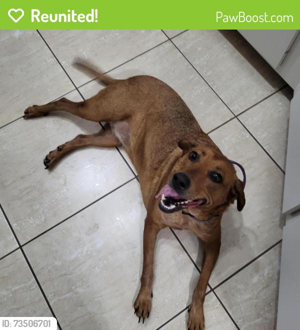 Reunited Female Dog last seen Welsh Road & Appaloosa Circle, Sarasota, FL 34240