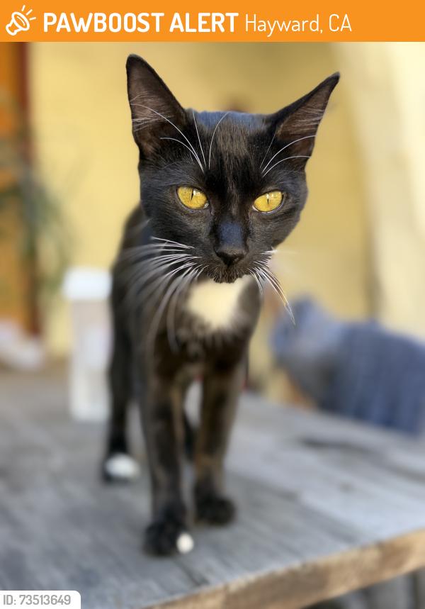 Found/Stray Unknown Cat last seen Campus Dr. near 2nd street, Hayward, CA 94541