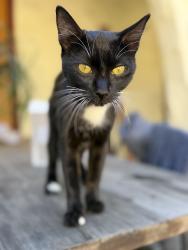 Found/Stray Unknown Cat last seen Campus Dr. near 2nd street, Hayward, CA 94541