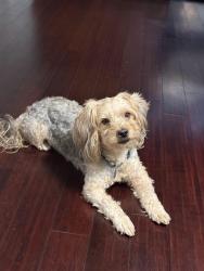 Reunited Male Dog last seen Pate Creek View, Snellville, GA 30078