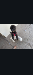 Lost Female Dog last seen Tramway and central, Albuquerque, NM 87123