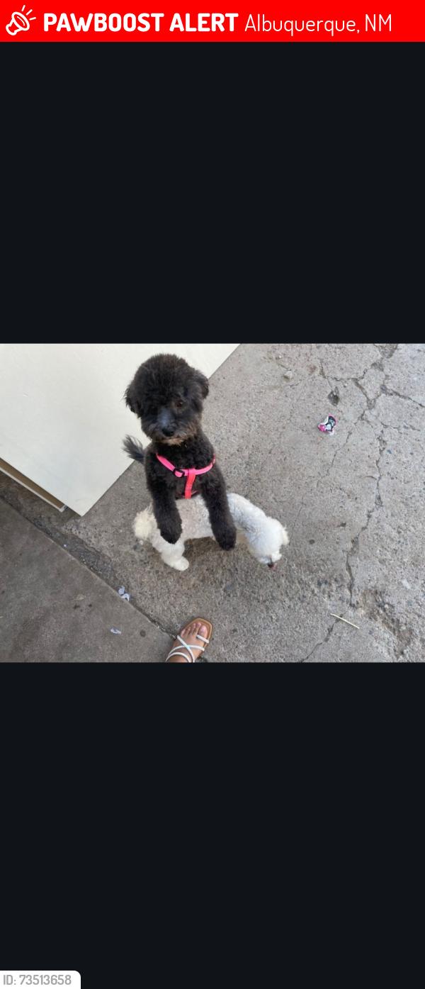 Lost Female Dog last seen Tramway and central, Albuquerque, NM 87123