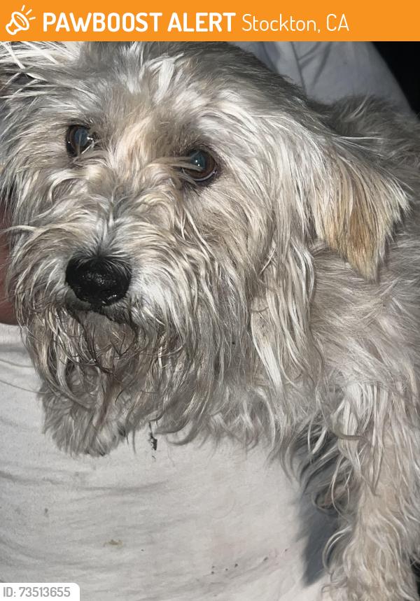 Found/Stray Unknown Dog last seen California & magnolia, Stockton, CA 95202