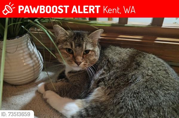 Lost Male Cat last seen 261st Pl + 132nd Ave SE, Kent, WA 98030