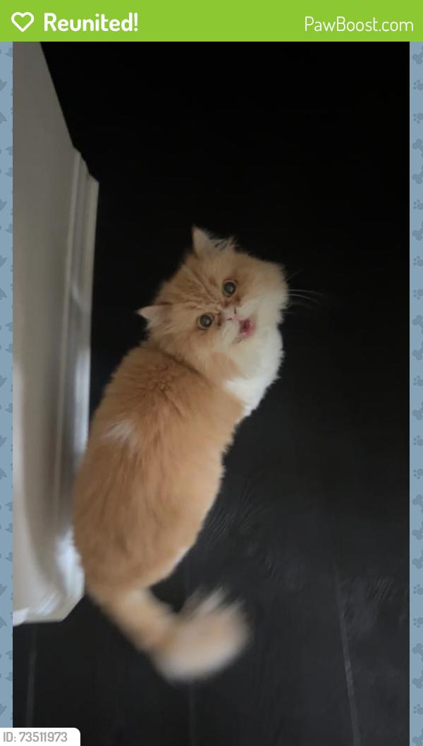 Reunited Male Cat last seen Hunt canyon rd corona ca, Temescal Valley, CA 92883