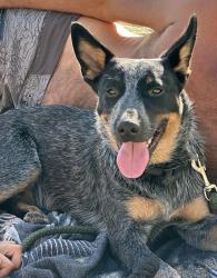 Reunited Female Dog last seen Near S Westgate Ave, Los Angeles, CA 90049