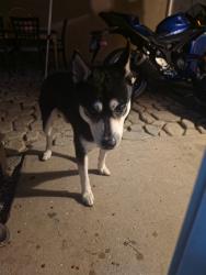 Found/Stray Male Dog last seen Arabia st and John nobles, Indio, CA 92201