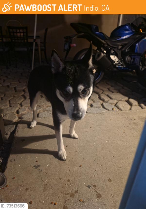 Found/Stray Male Dog last seen Arabia st and John nobles, Indio, CA 92201