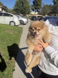 Found/Stray Unknown Dog last seen East Lincoln Loop and Humbolt, Fontana, CA 92336