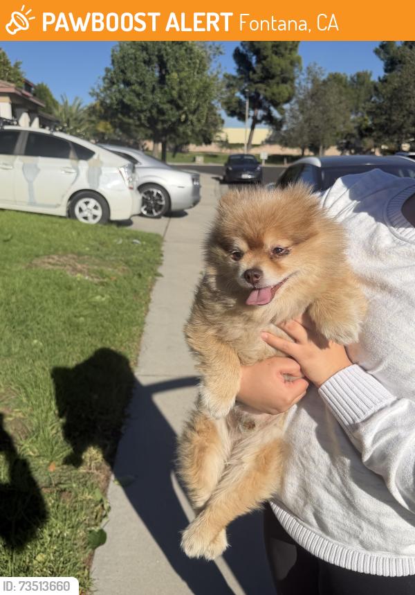 Found/Stray Unknown Dog last seen East Lincoln Loop and Humbolt, Fontana, CA 92336