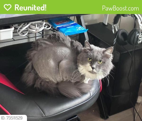 Reunited Female Cat last seen E Quincy, Aurora, CO 80013