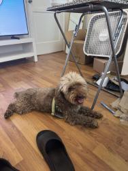 Lost Male Dog last seen Rodium, Gardena, CA 90249