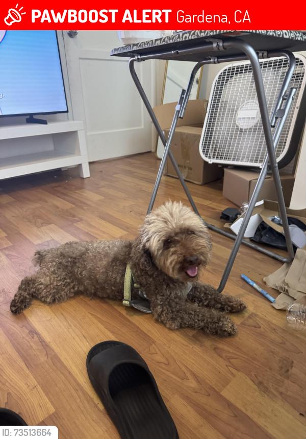 Lost Male Dog last seen Rodium, Gardena, CA 90249