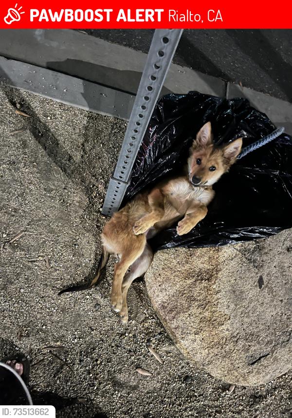 Lost Female Dog last seen Linden, Rialto, CA 92377