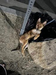 Lost Female Dog last seen Linden, Rialto, CA 92377
