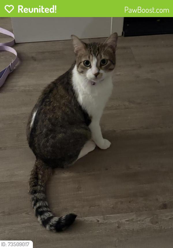 Reunited Male Cat last seen At Maine Ave apmts, Nampa, ID 83686