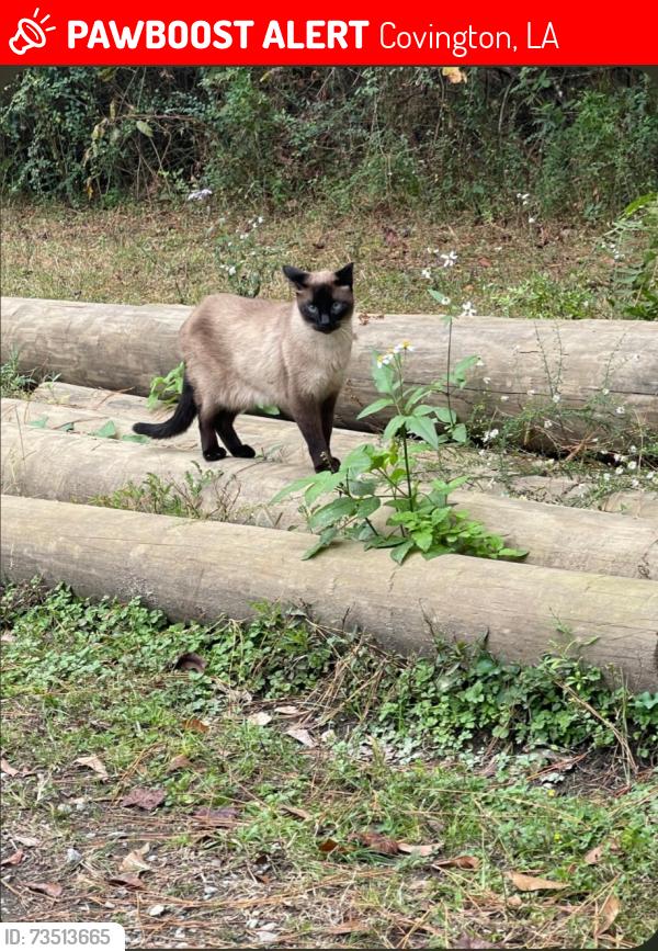Lost Male Cat last seen Allen, Cleland, Sanders, Moneyhill Subdivision, Covington, LA 70435