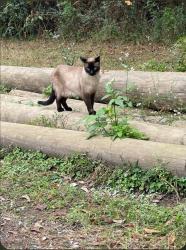 Lost Male Cat last seen Allen, Cleland, Sanders, Moneyhill Subdivision, Covington, LA 70435