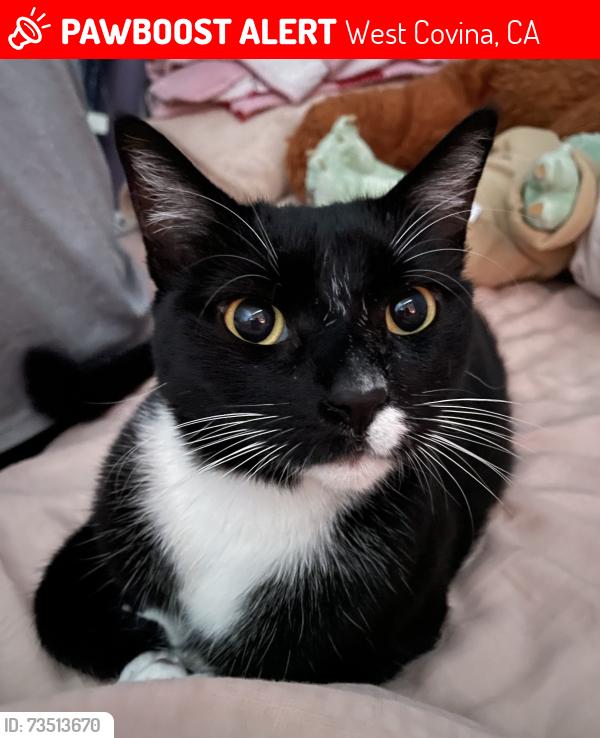 Lost Female Cat last seen Badillo and lark Ellen, West Covina, CA 91791