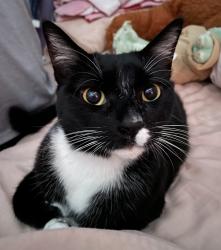 Lost Female Cat last seen Badillo and lark Ellen, West Covina, CA 91791