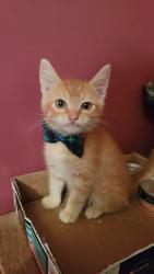 Shelter Stray Unknown Cat last seen Near W 175 N, West Point, UT 84015, USA, 1422 E 600 N, Fruit Heights, UT 84037, USA