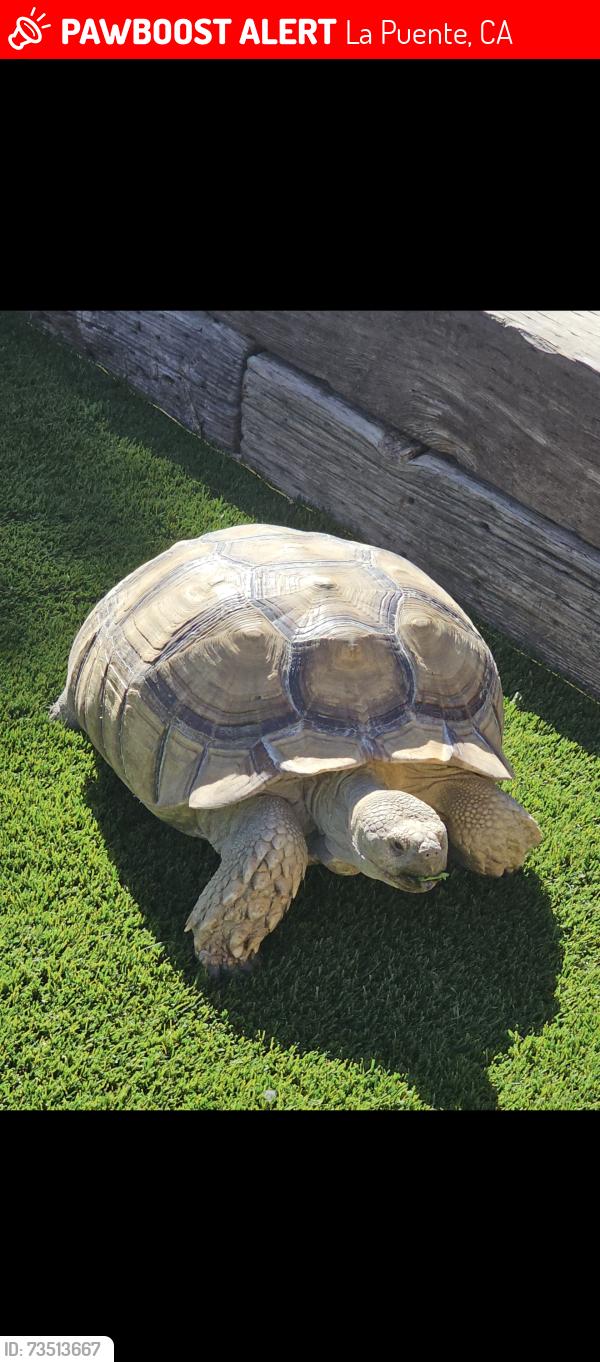 Lost Male Reptile last seen Echelon, La Puente, CA 91744