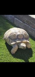 Lost Male Reptile last seen Echelon, La Puente, CA 91744
