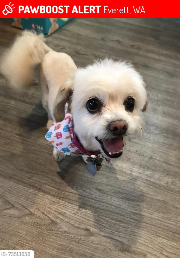 Lost Female Dog last seen 105th PL SE and 7th Ave SE, Everett, WA 98208