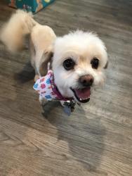 Lost Female Dog last seen 105th PL SE and 7th Ave SE, Everett, WA 98208