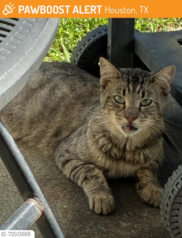 Found/Stray Male Cat last seen Bliss Street at Howard Dr., Houston, TX 77017
