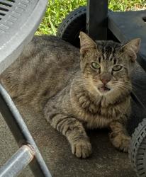 Found/Stray Male Cat last seen Bliss Street at Howard Dr., Houston, TX 77017