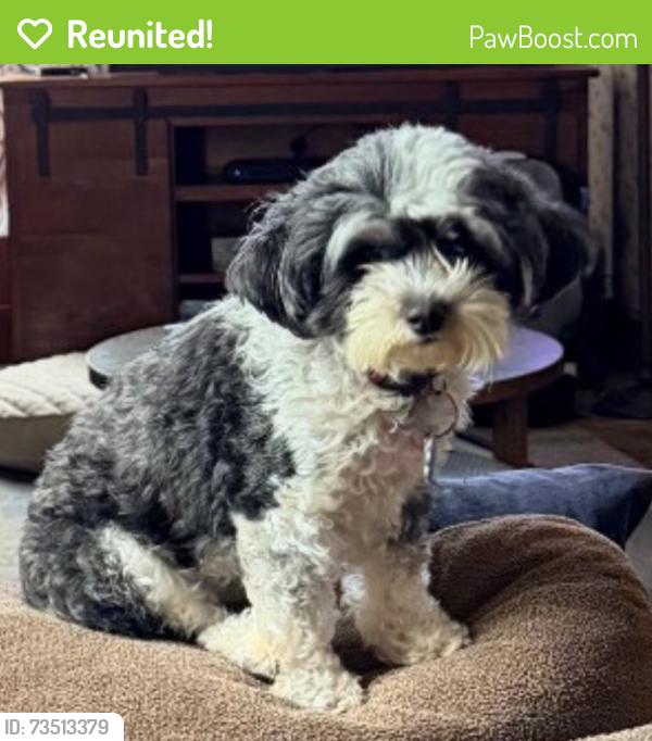 Reunited Female Dog last seen Sonoma Blvd, Vallejo, CA 94590