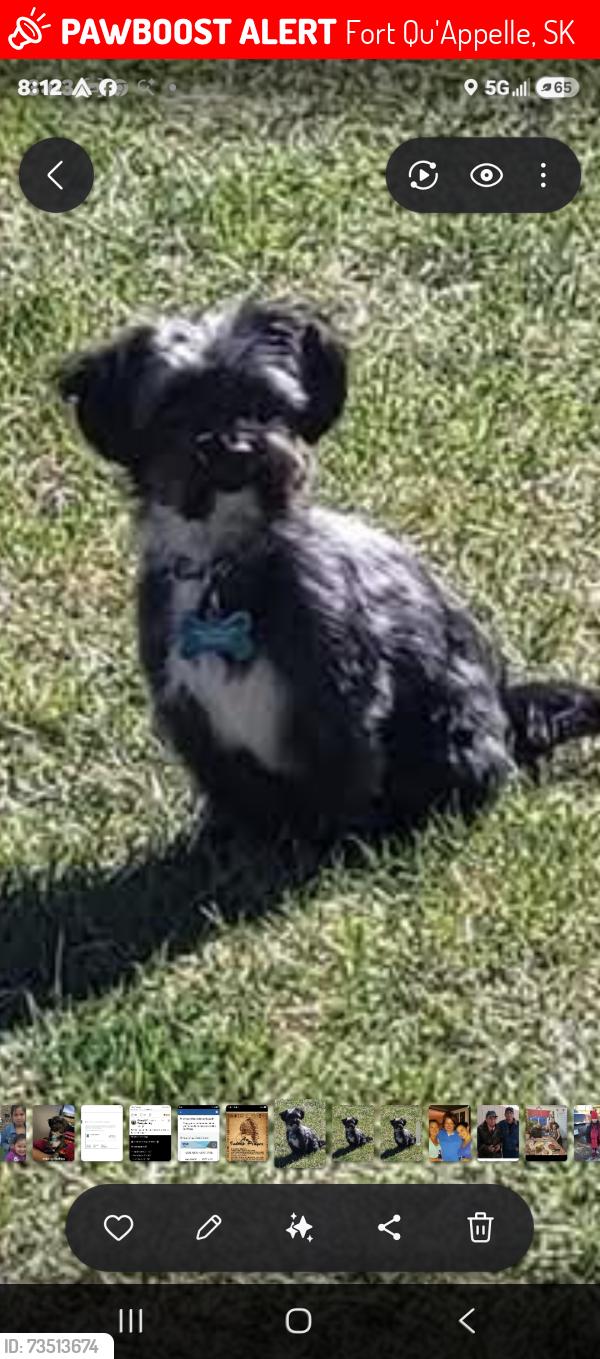 Lost Male Dog last seen Near Okaneese Ave N, Fort Qu'Appelle, SK 