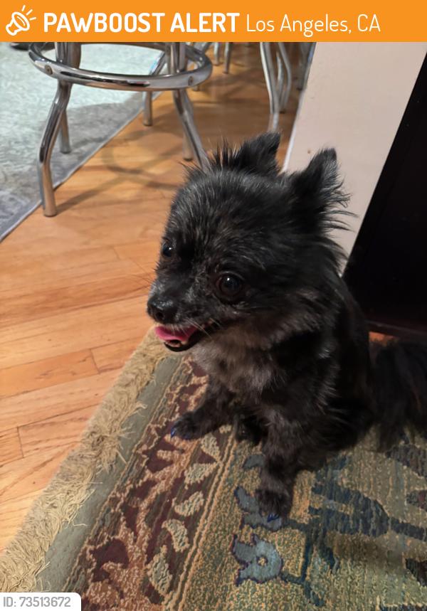 Found/Stray Male Dog last seen Holly Dr. & Odin St., Los Angeles, CA 90068