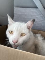 Found/Stray Unknown Cat last seen Parking lot of neighborhood dental, Montebello, CA 90640