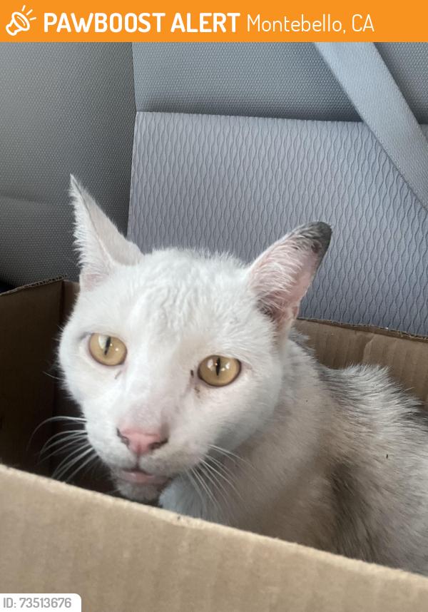 Found/Stray Unknown Cat last seen Parking lot of neighborhood dental, Montebello, CA 90640