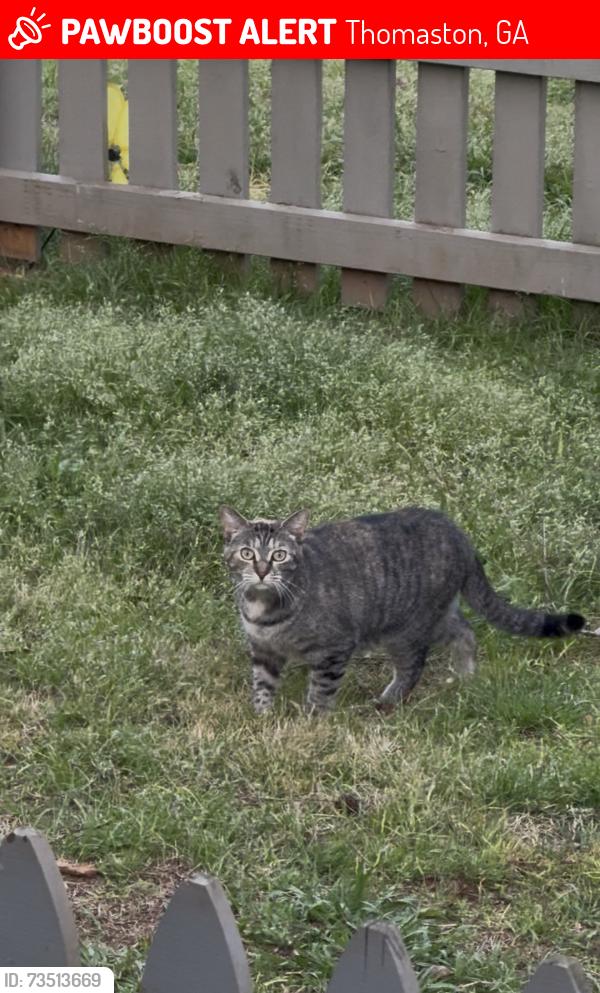 Lost Female Cat last seen US Highway 19 S, Thomaston, GA 30286