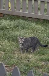 Lost Female Cat last seen US Highway 19 S, Thomaston, GA 30286