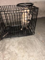 Found/Stray Unknown Dog last seen State St and Wheeler off Bullard, Fresno, CA 93722